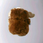 Gremlins Gizmo 11  Plush Stuffed Animal Mogwai Warner Bros  Toy Factory Stuffie