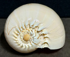 Beautiful 6 In  152 Mm  Crowned Baler Melon Seashell    660
