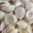 4lb Pacific Yellow Cockles Shell - Beach Shells - Bulk Shells - Wholesale Shells