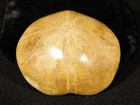 Polished 150 Million Year Old  Sand Dollar Fossil 100  Natural Madagascar 107gr