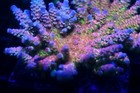 Diyreefer Live Coral Wysiwyg Rr Lady In Pink Tenuis Acro 1   Frag