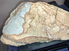 9 5lb Rocky Butte Oregon Picture Jasper Lapidary Rough  8