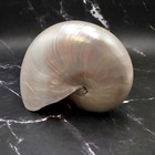 Pearlized Nautilus Seashell Polished  1 Shell Approx  8  Inches  B Grade 