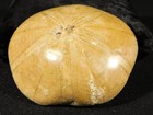 Big  Polished 150 Million Year Old  Sand Dollar Fossil Madagascar 186gr