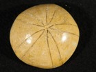 Smaller Polished 150 Million Year Old  Sand Dollar Fossil Madagascar 30 9gr
