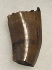 Rare Juvenile Albertosaurus Tyrannosaur Dinosaur Tooth Partial Alberta  Canada