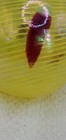 Hand Blown Yellow And Red Twist Textured Design Christmas Ornament