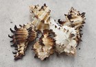 Small Endive Murex Seashells Murex Endivia  5 Shells Approx  1 5  Inches 