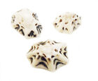 4 Oz  100   Star Limpet Shells Seashells 3 4-1  Beach Wedding Decor Crafts Hobby