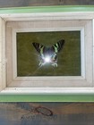 Urania Ripheus Verso Real Framed Moth Butterfly Madagascar Sunset Moth
