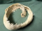 Vintage Hawaiian White  Feather Hat Band 24   