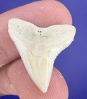 Rare White Fossil Bull Shark Tooth 0 94    Real Shark Teeth