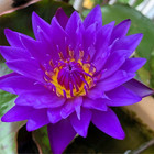 Emerald Blue Tropical Waterlily Live Freshwater Plants Pond Decoration Flower