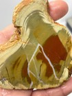 Royal Imperial Jasper Slab Cabbing Collecting Mexican Combo Ship Avail