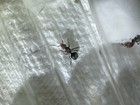 Test Tube Formica Obscuripes Thatching Ant Boosted Brood 10-30 Count  Feeder Ant