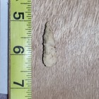 Well Used Authentic Arkansas Stemmed Knife Nice Artifact Spear Arrowhead Tool