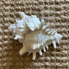 Large White 7x4 Inches Spikey Chicoreus Ramosus Sea Shell
