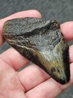 3 1 4 Authentic Prehistoric Megalodon  Fossil Shark Tooth Teeth Free Shipping 