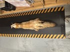 1  Grey Fox Pelt Tanned Fur