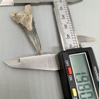 Record     Lower 1 98  Fossil Hemipristis Serra Shark Tooth - Aurora  Nc