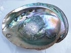 Extra Large Museum Quility Red Abalone Shell Over 10  In Prestine Condition