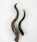 Shofar Yemenite Kudu Horn Xxl Set 40   -45     22   -26    New Kosher Free Shipping Usa