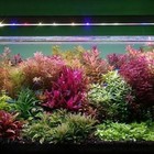 Live Aquarium Plants 40 Stems Cuttings  Colorful And Great Variety   Beautiful  