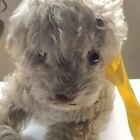 Antique Early Steiff Mohair Dog Molly Estate Find
