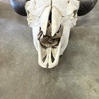 Cow Skull With Horns Mammal Taxidermy Bone Display Decor Piece  1222