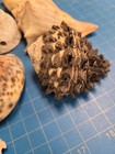 Seashells Collection Lot Assorted Sea Shells Beach Coastal Decor Craft Supply
