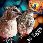 36 Coturnix Quail Fertile Hatching Eggs  Npip Certified Game Farm