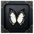 Real Butterfly Specimen Framed Taxidermy Pinned Insect Entomology Collection Art