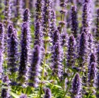 400  Anise Hyssop Seeds   fresh Seeds     free Shipping  
