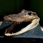 Small Taxidermy Alligator Head  Real Gator Head  Alligator Mississippiensis