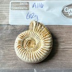 Whole Polished White Ammonite Fossil