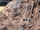 Large Permineralized Wood With Quartz  Rare Fossil Specimen Germany   40 