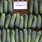100 Seeds Cucumber Mirabelle F1 Seminis Netherlands Gherkin                          