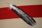 Native American-made Immature Bald Eagle Feathers Immature Hand Painted