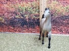Breyer Model  9001 Paddock Pals Arabian Stallion  color  1984-1988