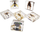 Insect Specimen Set  Bugs Collection Scientific Education Gift For Kids Aged 3-8