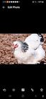 12   Light Brahma Hatching Eggs  Chicken Eggs Lt Brahma Eggs Big Breed