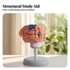 Human Brain Model Compact Three-dimensional Brain Assembly Model Desktop