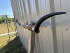 Mounted Steer Horns 4 Feet 11 Inches Longhorn Polished Mount Bull Cow