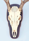- Rustic Grey European Skull Mount Plaque For Deer - Perfect Display For Antlers