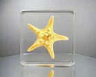 Real Starfish In Resin  Ocean Decor  Aquatic Curiosities  Protoreaster Nodosus