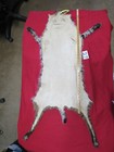 Tanned Bobcat Pelt hide skin With Feet Claws Soft Winter Fur  New Shippment