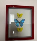 Real Framed Butterflies     Blue Morpho   Yellow Sulphur Set