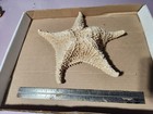 Huge Starfish Shell