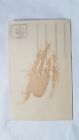 Original Photo Kingdom Of Yugoslavia Foto Studio- Zagreb