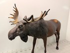 Vintage Large Breyer Molding Co Bull Moose Usa Majestic Western Decor 13   x10   